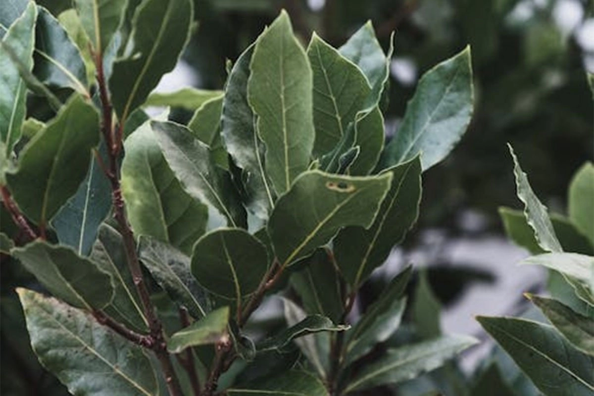 Lovorov list prelijte maslinovim uljem i dobit ćete prirodan lijek